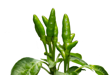 Green chilli on a white background.の写真素材