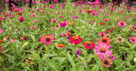 Pink flowers bloom bright sunlight.の写真素材