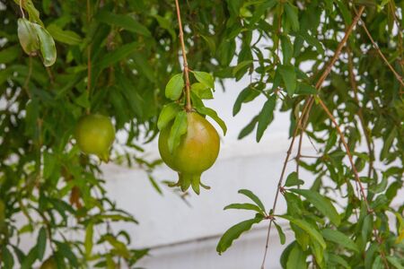 The fruit has a sweet taste, high nutritional value.の写真素材
