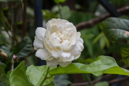 Jasmine flowers are white and fragrant.の写真素材