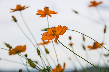 Close up of yellow flower.の写真素材