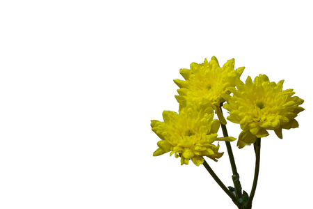 Photos yellow chrysanthemum with isolated.の写真素材