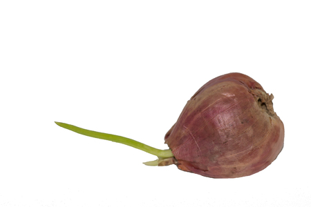 Seedlings of onion on a white background.の写真素材