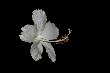 Close up of white hibiscus flower.の写真素材