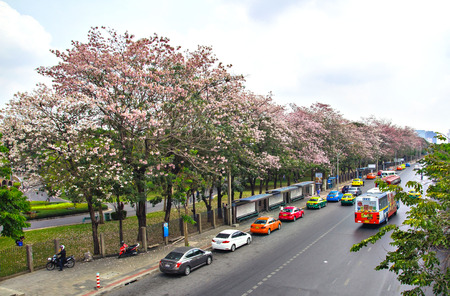 BANGKOK, THAILAND -12 MAY 2016: The Pink trumpet tree within Chatuchak park are in full bloom for just one week a year.のeditorial素材
