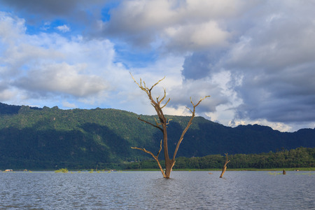 Dead trees in the lake formed by the dam.の写真素材