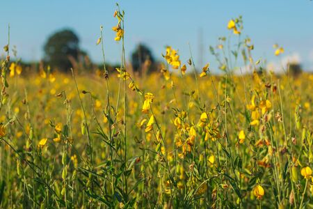 Crotalaria flower fields and blue skies.の写真素材