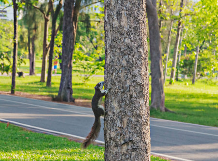 Squirrels climb trees in the park.の写真素材