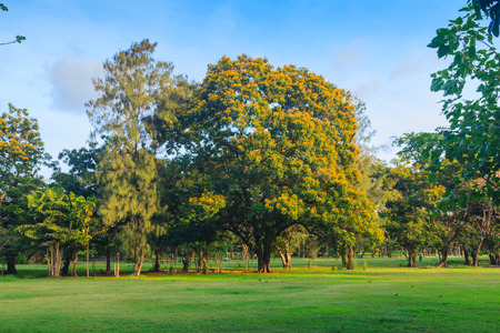 "Malay paduak" is a large tree with yellow flowers.の写真素材