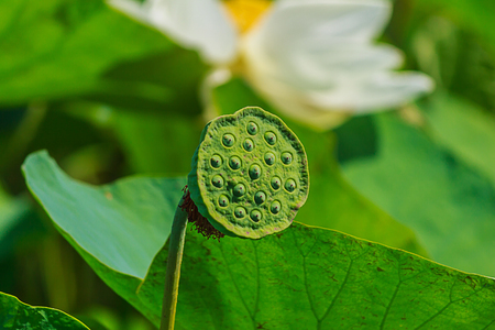 Lotus seed is a kind of food in Thailand.の写真素材