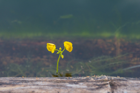 Small yellow flowers on the lake.の写真素材