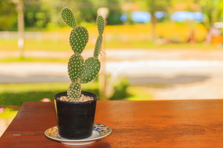 Cactus plants in flower potの写真素材