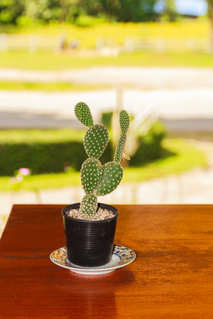Cactus plants in flower potの写真素材