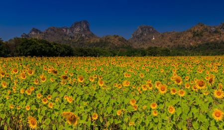 Sunflower field at blue skyの写真素材