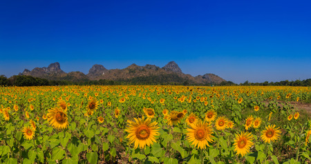 Sunflower field at blue skyの写真素材