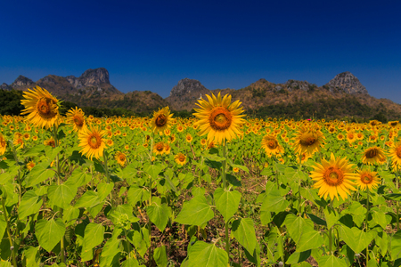 Sunflower field at blue skyの写真素材