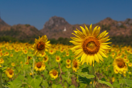 Sunflower field at blue skyの写真素材