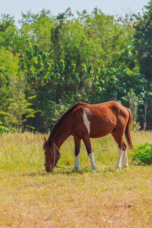 Horse eating grass in field.の写真素材