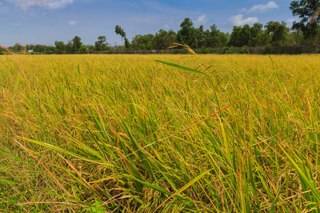 Rice in the paddy field .の写真素材