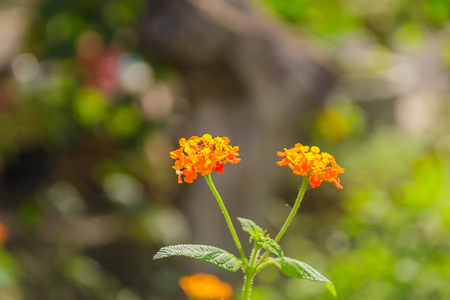 Flowers of Lantana camara or wild sageの写真素材