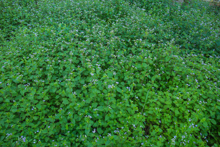 Little white flower in nature.の写真素材
