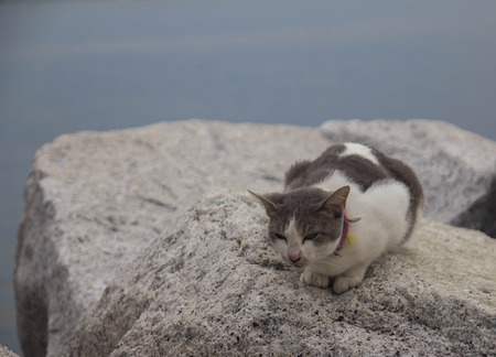 The cat sat on a large rock by the sea.の写真素材