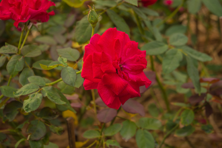 Close-up pictures of red rosesの写真素材