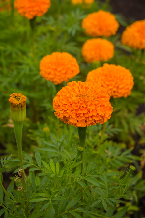 Orange marigold flower on field.の写真素材