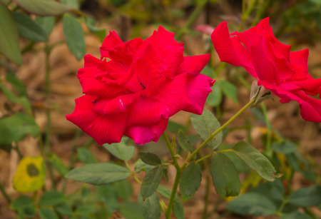 Close-up pictures of red rosesの写真素材