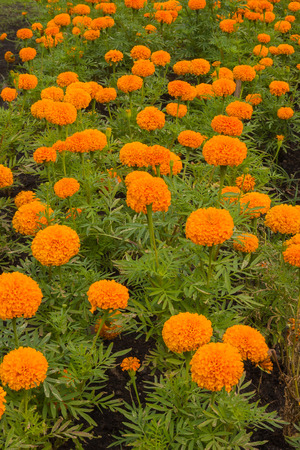 Orange marigold flower on field.の写真素材