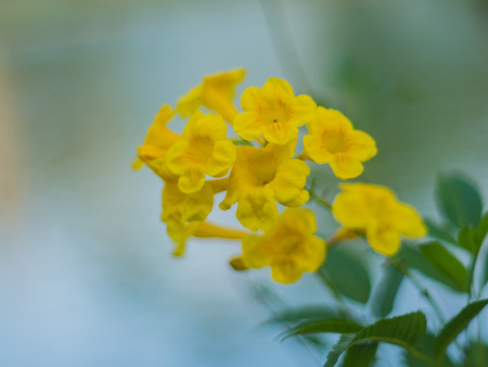 Beautiful flower in the garden.の写真素材