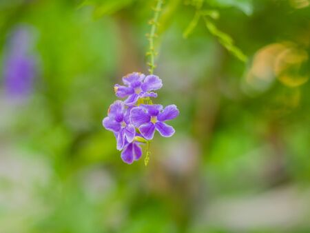 Duranta repens beautiful purple flowers in the garden.の写真素材