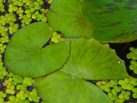 The leaf of lotus on the outdoor in the pond.の写真素材