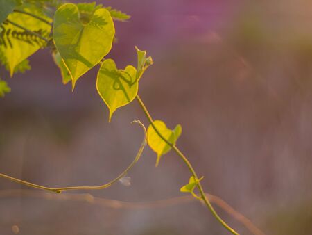 Green leaves are heart shaped.の写真素材