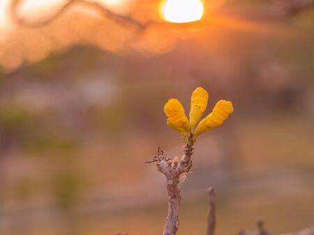 Flowers are blooming and The sun is falling.の写真素材
