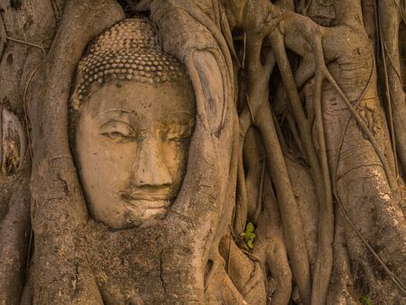 The head of the ancient Buddha statue is buried in the banyan roots. At Wat Mahathat Ayutthaya Province, Thailandの写真素材
