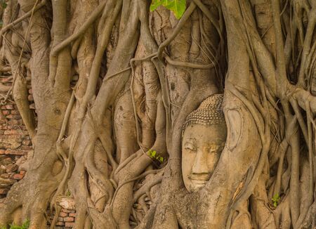 The head of the ancient Buddha statue is buried in the banyan roots. At Wat Mahathat Ayutthaya Province, Thailandの写真素材