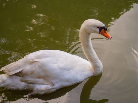 White Swan swam in the pool.の写真素材