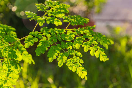 Green leaves are used as background images.の写真素材