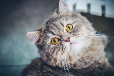 Closeup Cat face laying and Looks with interestの写真素材