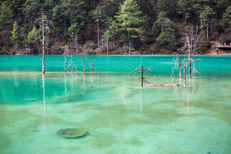 dead tree in jade dragon snow mountain lake, Lijiang china.の写真素材