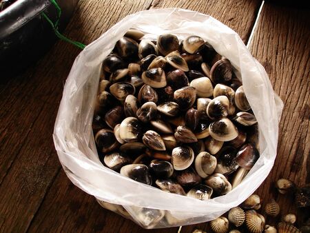 Enamel Venus Shell in plastic bags thailand の写真素材