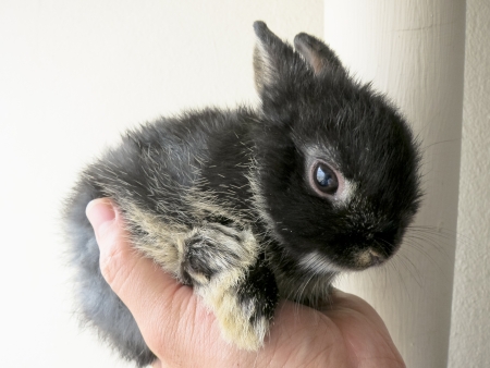 black little netherland dwarf rabbit thailand in hand の写真素材
