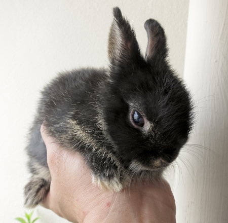 black little netherland dwarf rabbit thailand in hand の写真素材