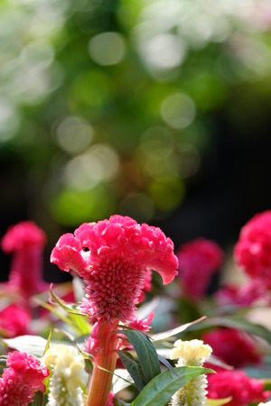 cockscomb flower の写真素材