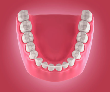 3D teeth or tooth illustration, top view