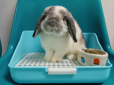 Holland lop rabbit sit on toiletの素材