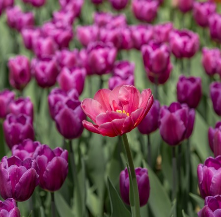 Pink bright tulip on a background of purple flowers.の写真素材