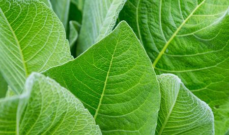 Green matte leaves close-up, like a background.の写真素材