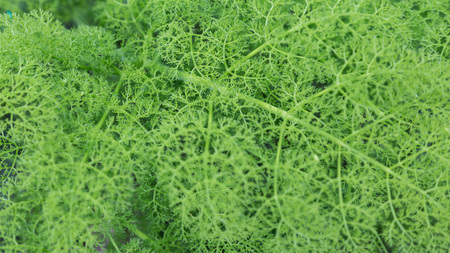 Fluffy green abstract bush leaves closeup, like backgroundの写真素材